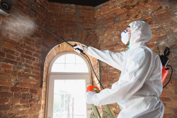 Professional Mold Removal in Gridley, CA